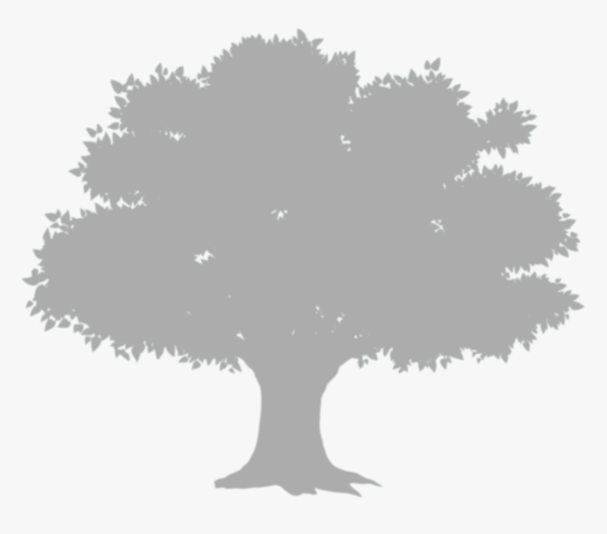 Trees Album Transprent Png - Tree Shadow Png, Transparent Png