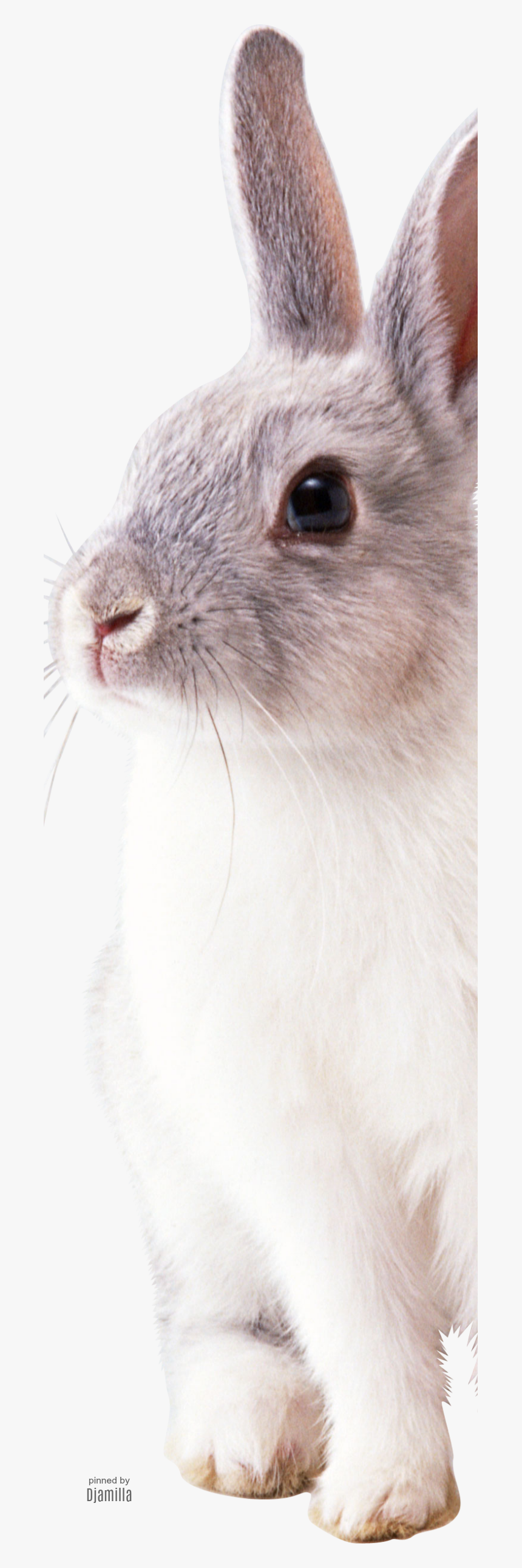 Rabbit Png Free, Transparent Png