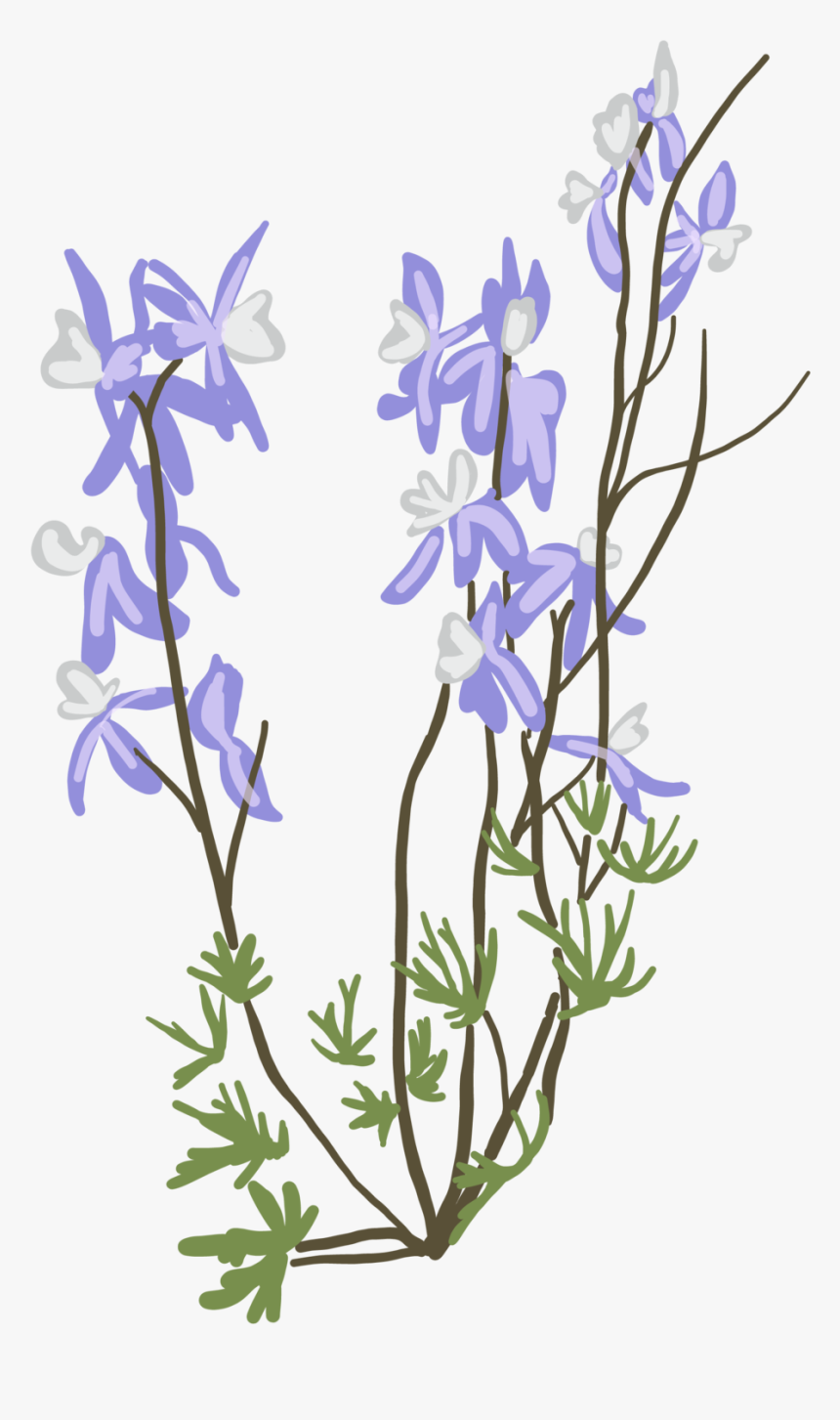 Delphinium Variegatum - Bellflower, HD Png Download