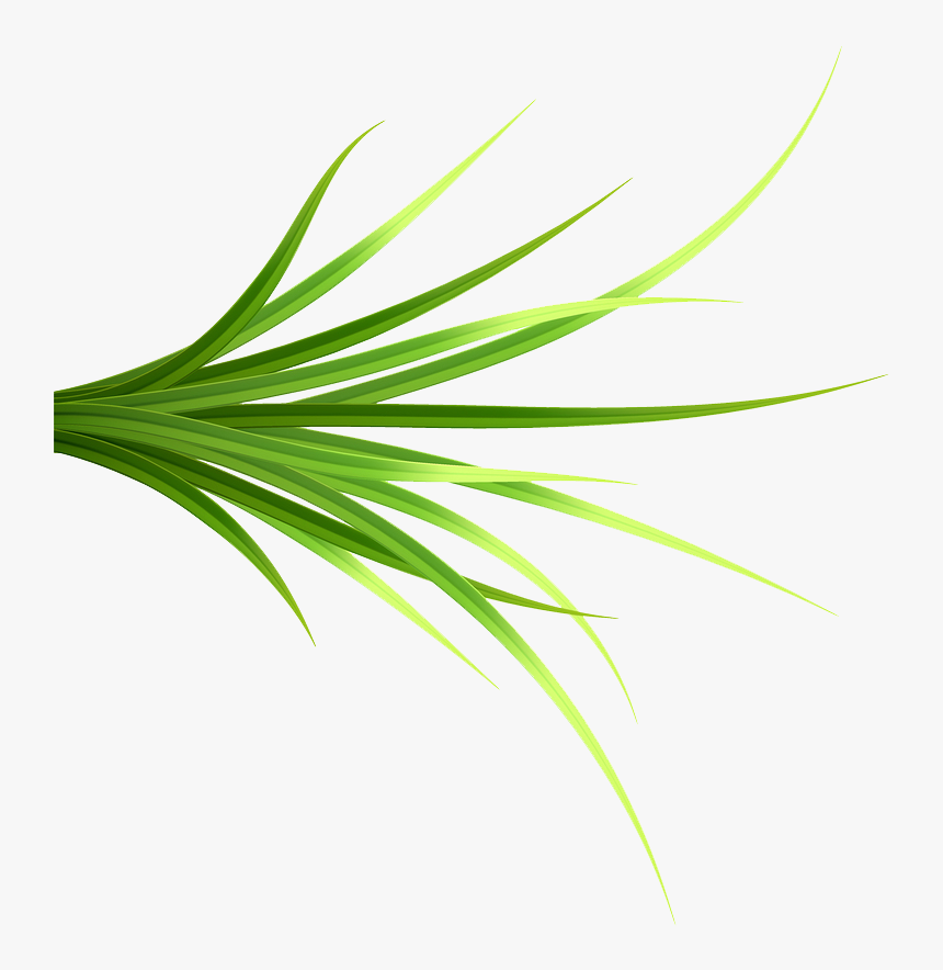 Grass Patch 14 Copy - Grass, HD Png Download