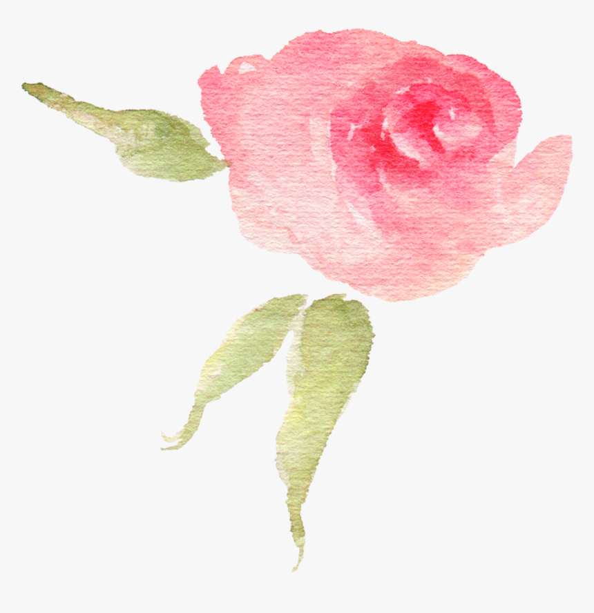 Pink Watercolor Flower Bud - Garden Roses, HD Png Download