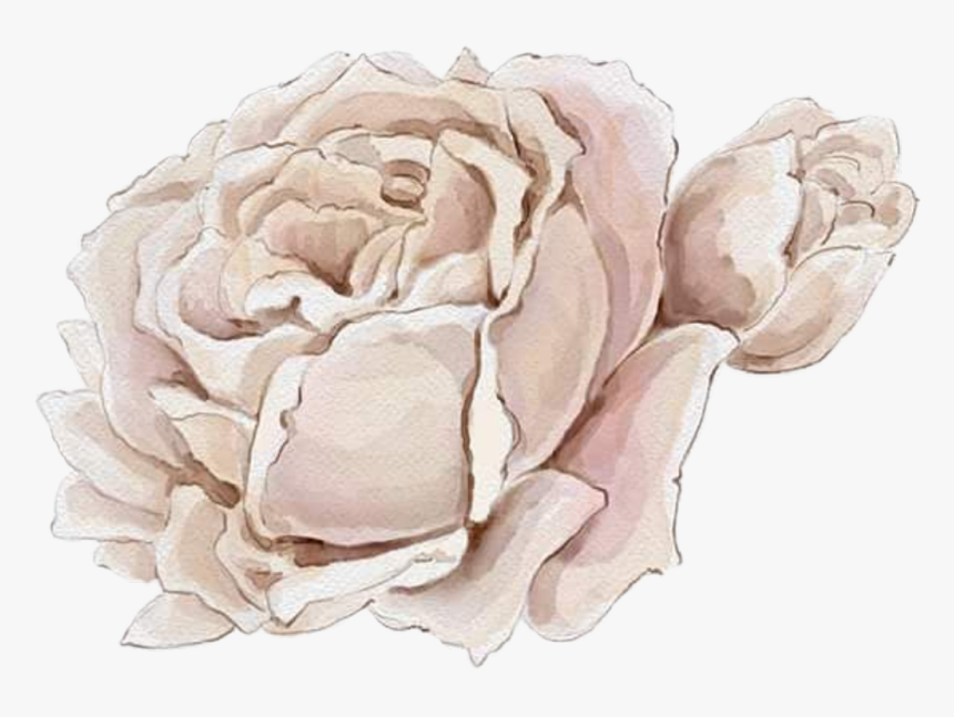 #watercolor #roses #flowers #floral #png #white - Hybrid Tea Rose, Transparent Png