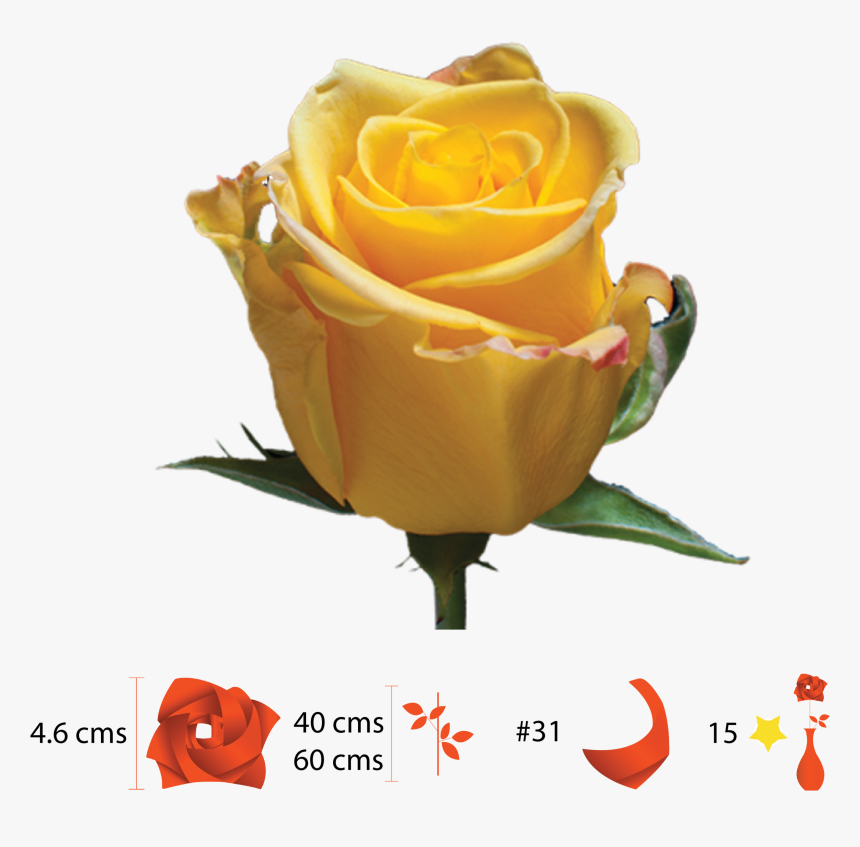 Garden Roses, HD Png Download