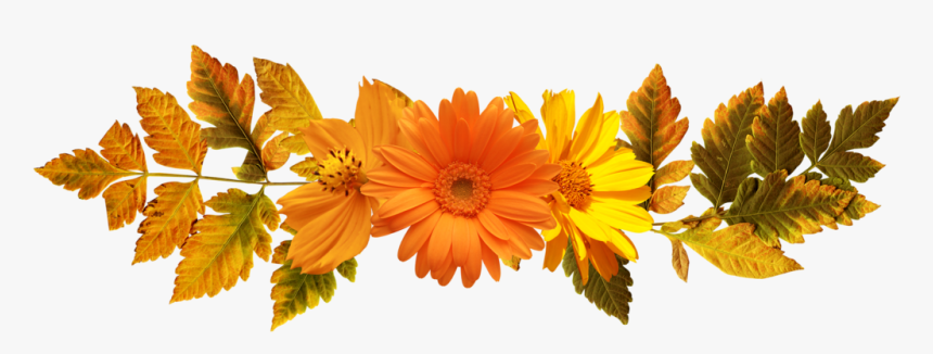 Floral Frame, HD Png Download