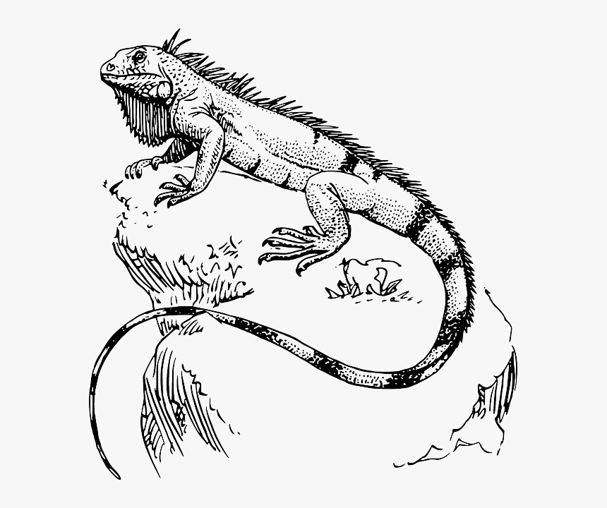 Iguana Para Pintar Art Tatt And Drawings - Iguana Drawing, HD Png Download