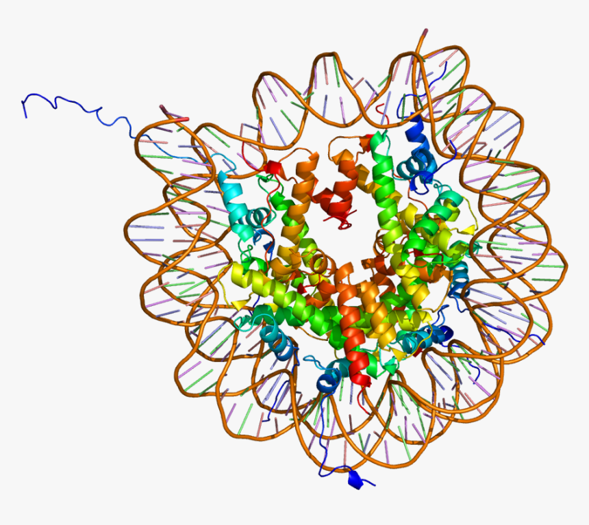 Protein Hist1h2ak Pdb 1aoi - Histone Modification, HD Png Download