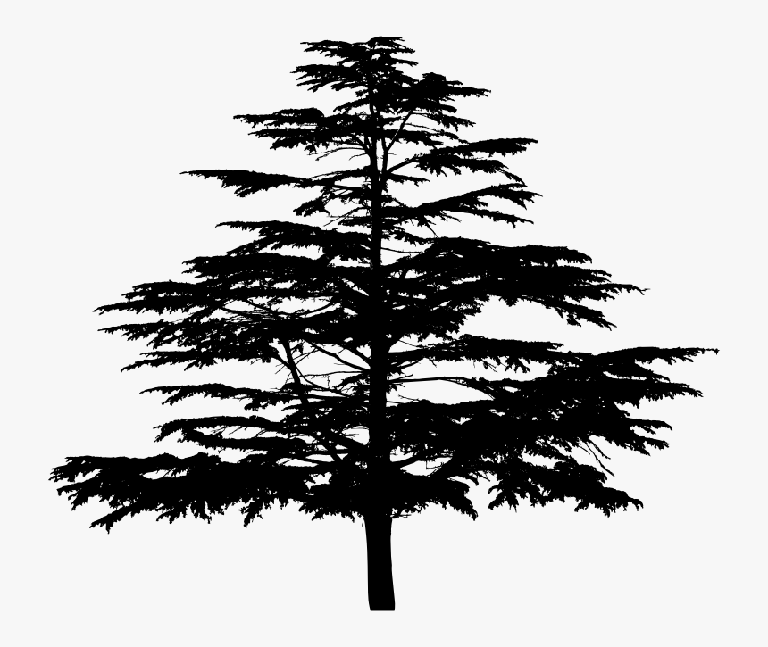Unknown Tree Silhouette - White Pine, HD Png Download