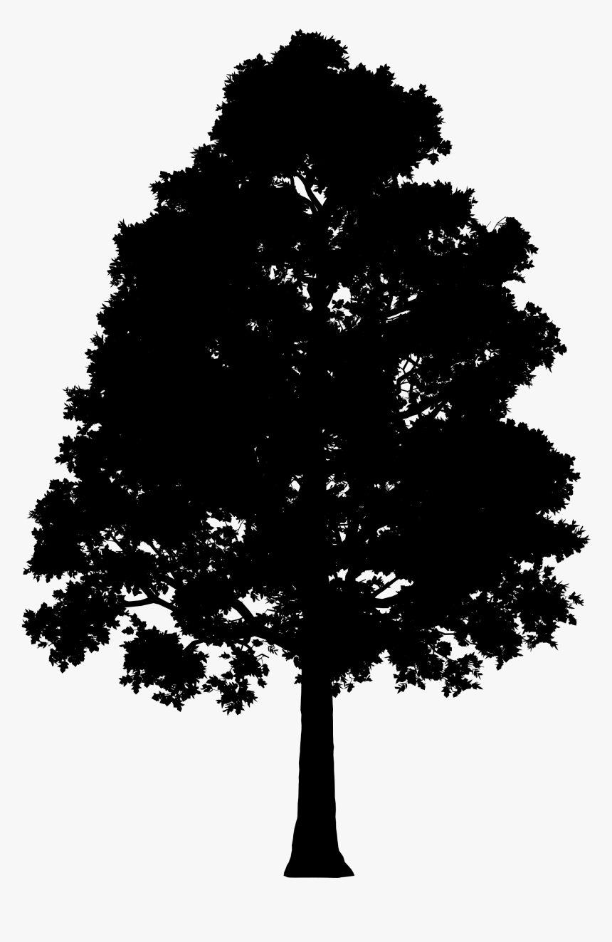Fir Spruce Silhouette Leaf - Big Tree Silhouette Png, Transparent Png