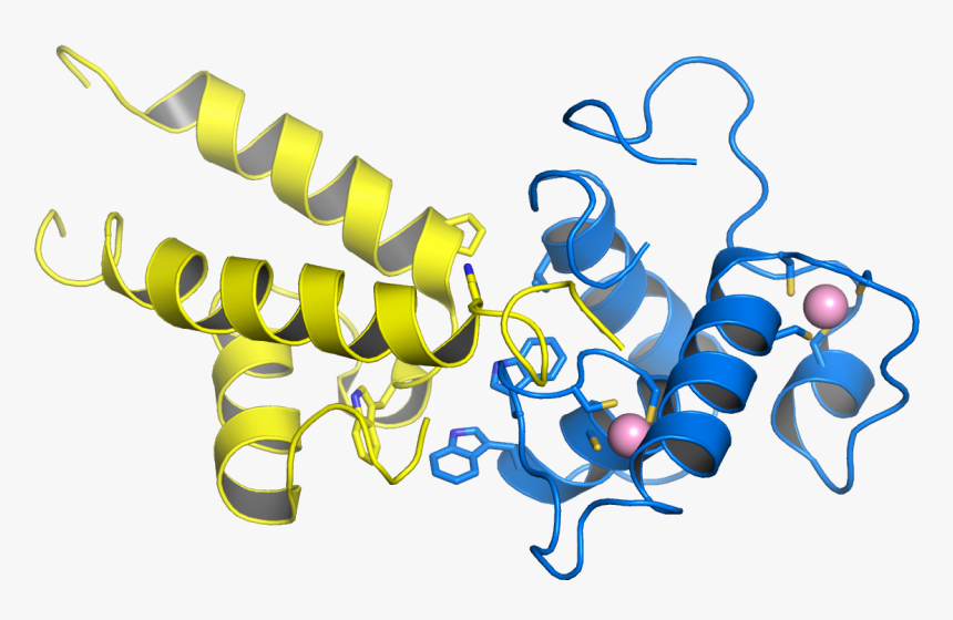 2pf4 Stag - Small Tumor Antigen, HD Png Download