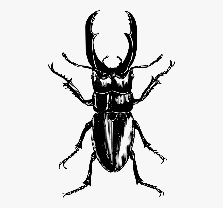 Ladybird Outline 25, Buy Clip Art - Beetle Drawing, HD Png Download