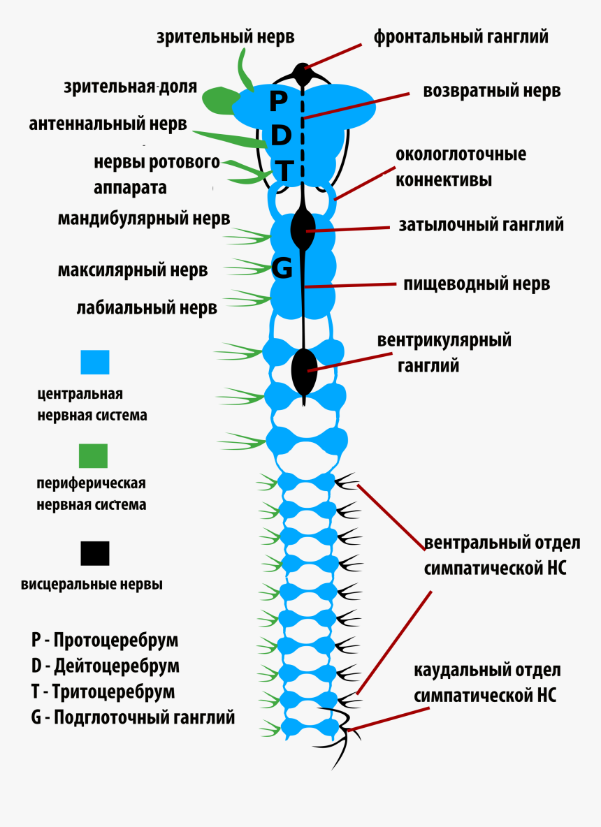 Insects Nervous System-rus - Nervous System Of Insects, HD Png Download