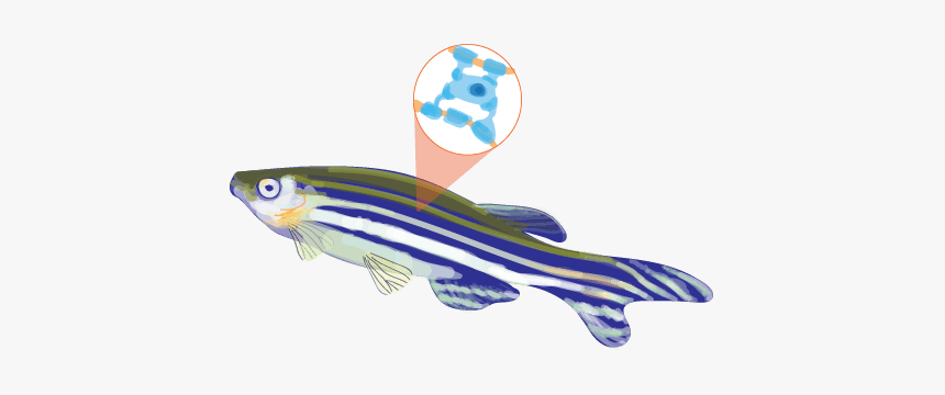 04 25 19 Hs Zebra Fish A Chen - Marine Mammal, HD Png Download