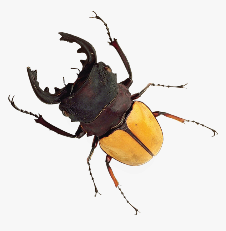 Japanese Rhinoceros Beetle, HD Png Download