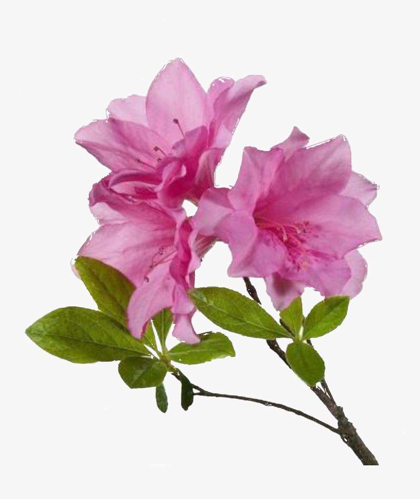 Free Flower Png - High Resolution Flower Png, Transparent Png