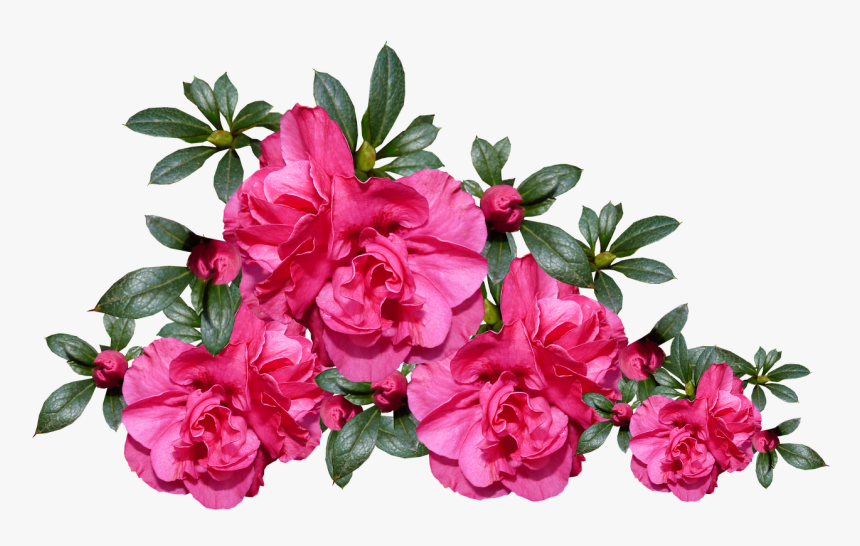 Azalea S, Bloemen, Plantaardige, Tuin, Regeling - Azaleas Png, Transparent Png