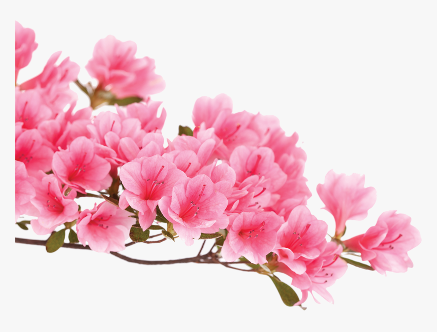 Azalea Flower Background White, HD Png Download
