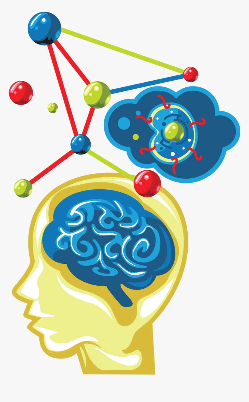 Transparent Nervous System Clipart - Circle, HD Png Download