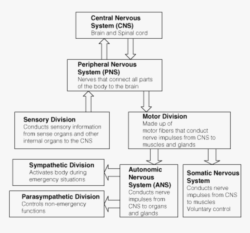 Diagram, HD Png Download