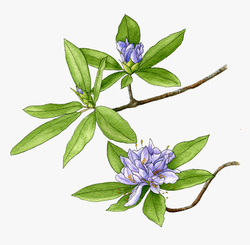 Gentiana, HD Png Download