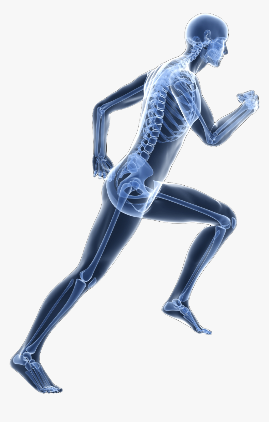 The Nervous System - افضل دكتور علاج طبيعي بالمدينه, HD Png Download