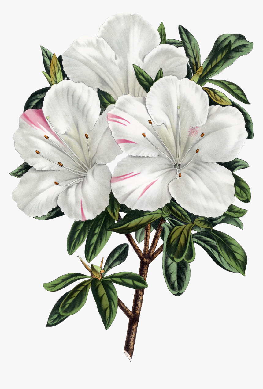 The Biodiversity Heritage Library Works Collaboratively - Louis Van Houtte, HD Png Download