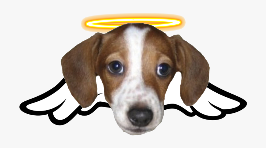 Frankerz Meme, HD Png Download