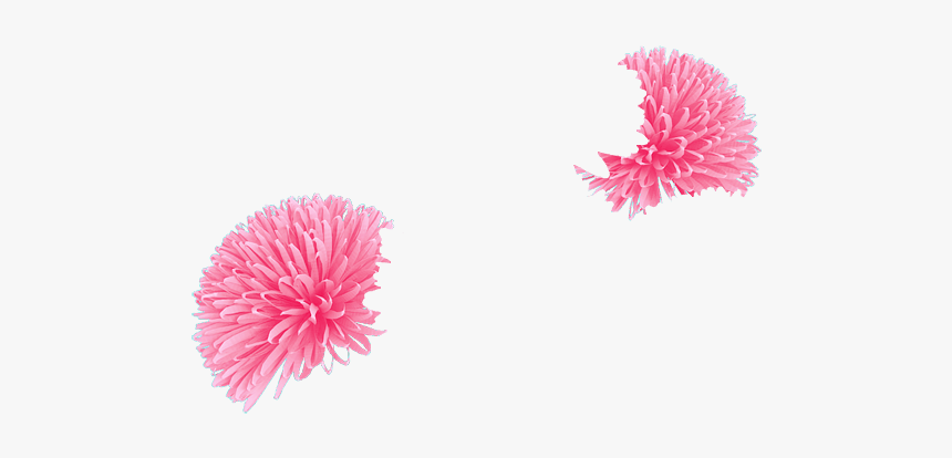 Chrysanths, HD Png Download