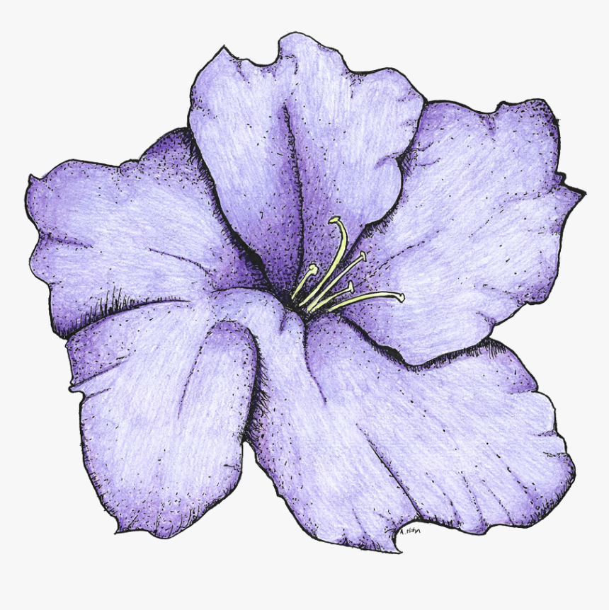 Lily, HD Png Download