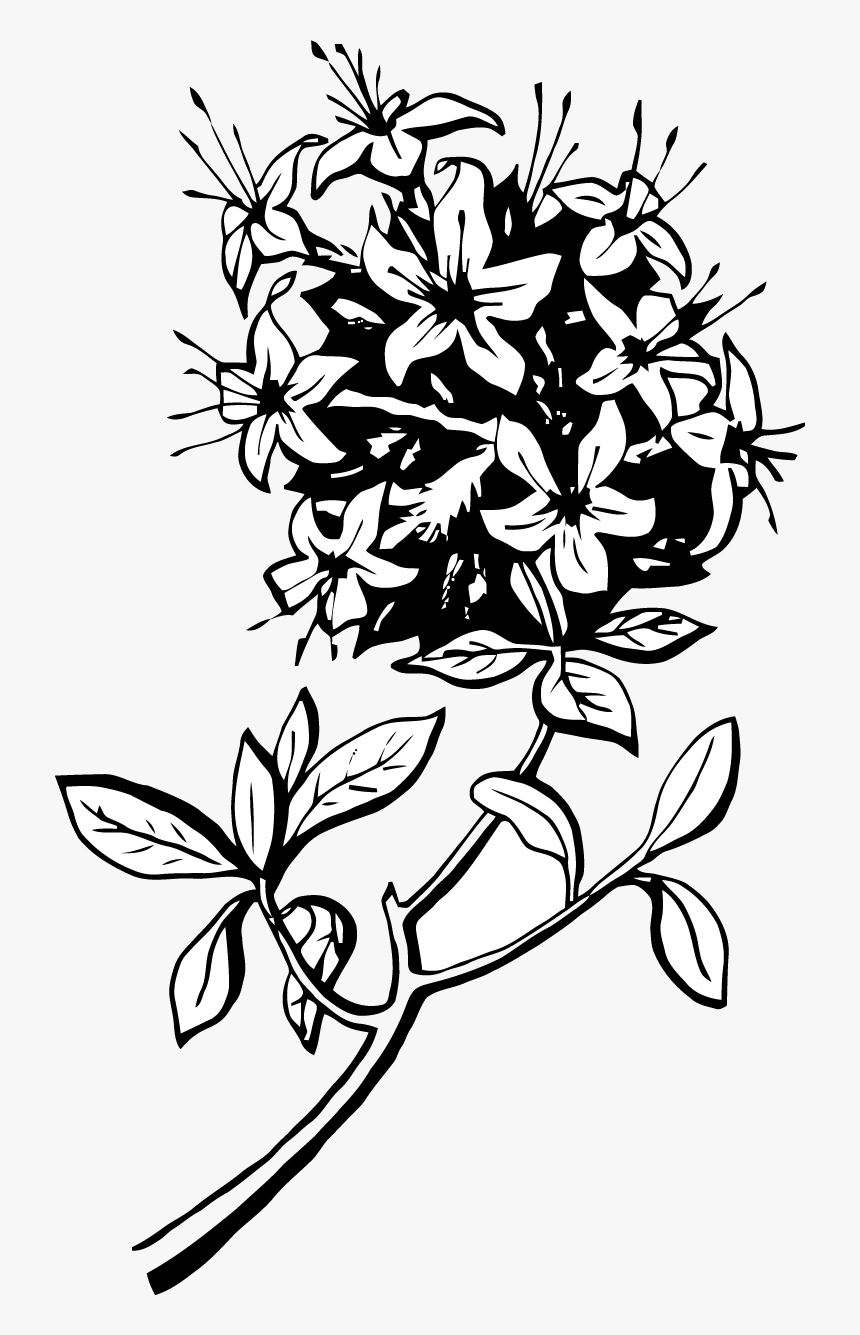Rosa Glauca, HD Png Download