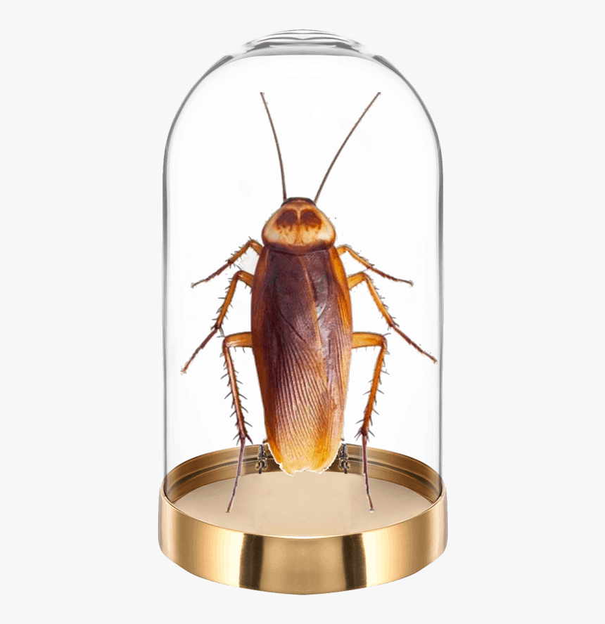 San Antonio Roaches, HD Png Download