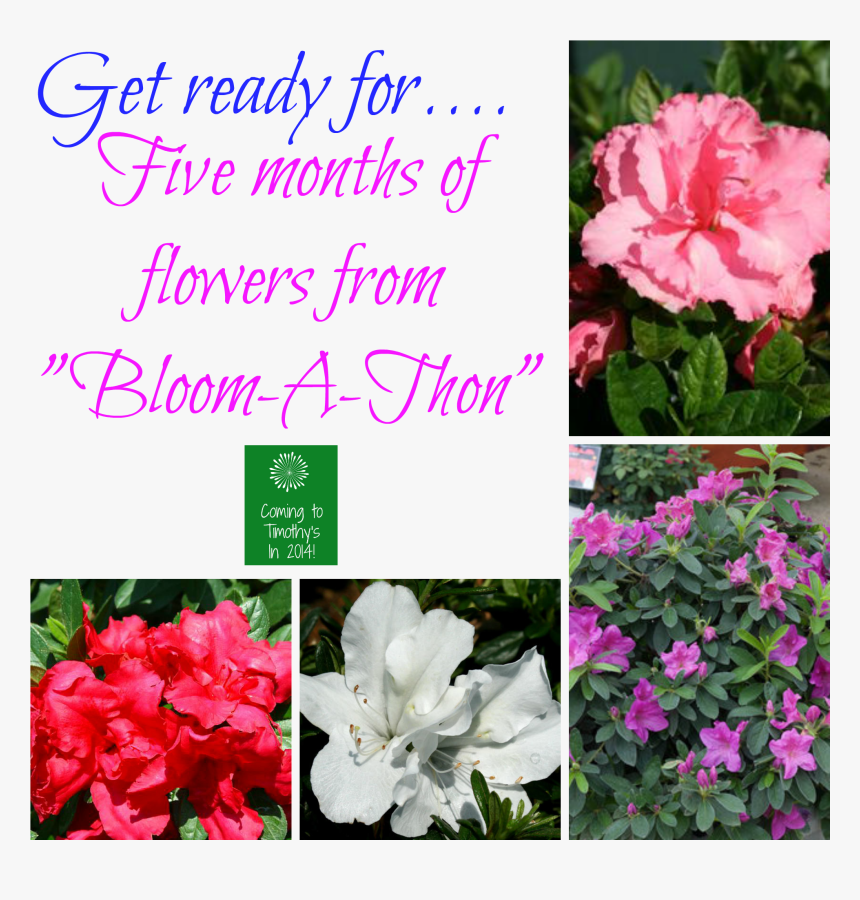 Bloom A Thon Azaleas - Evergreen Rose, HD Png Download