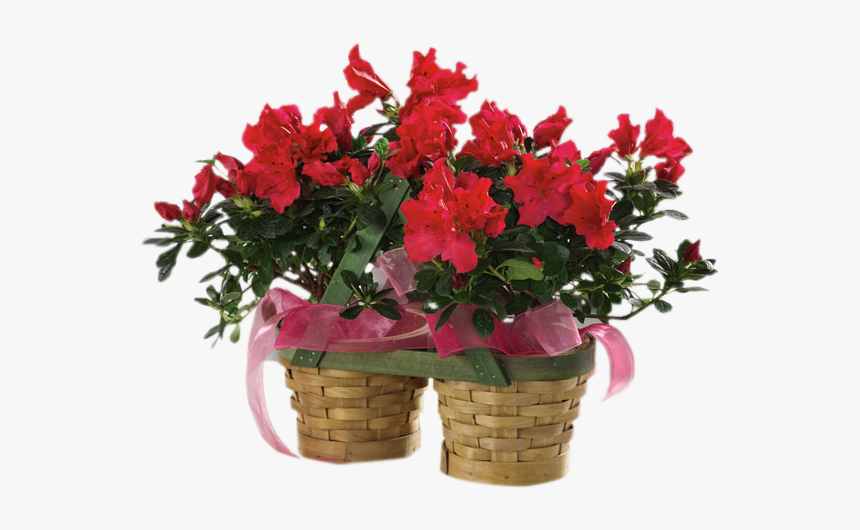 Azalea Plants, HD Png Download