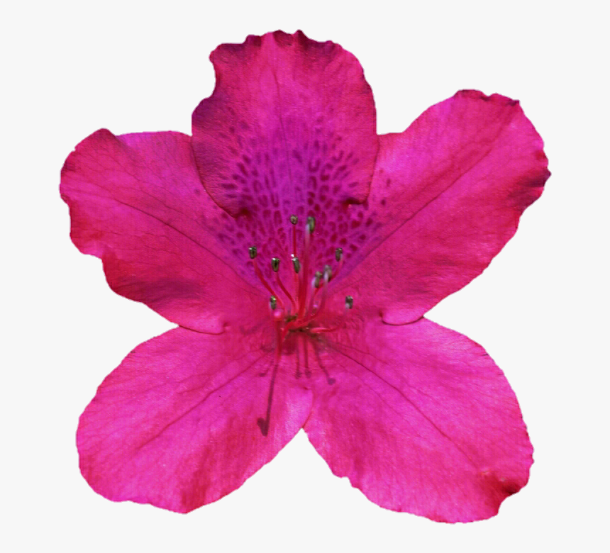 Free Cliparts Azaleas - Alstroemeriaceae, HD Png Download
