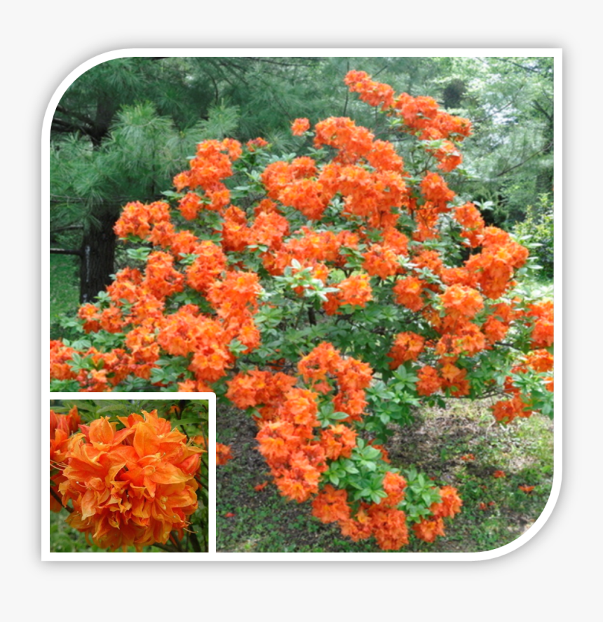 Picture, HD Png Download