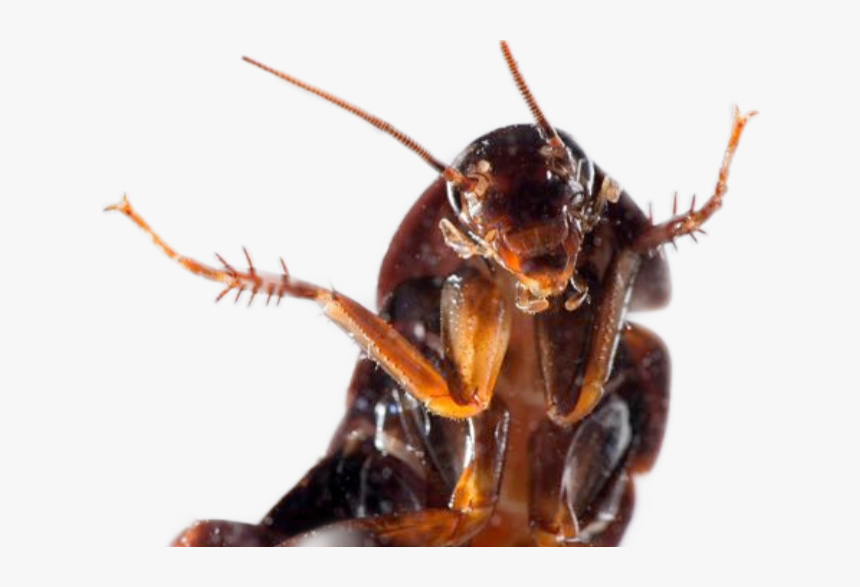 ##cucaracha😫😰😬 - Roach Taking A Selfie, HD Png Download