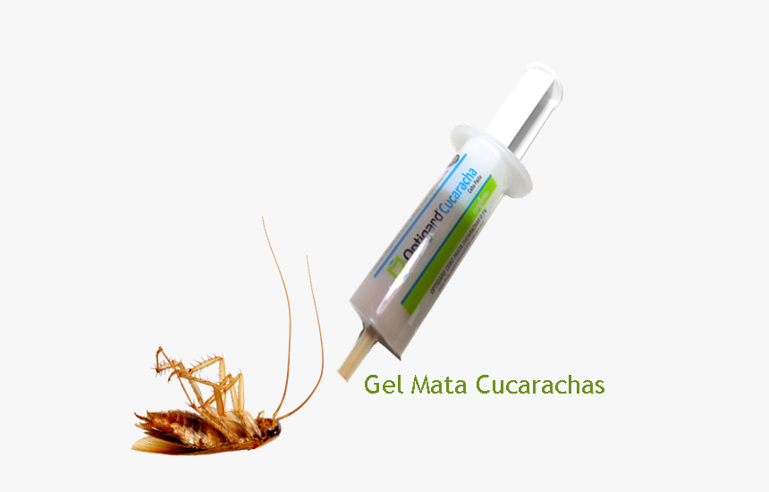 Insect, HD Png Download