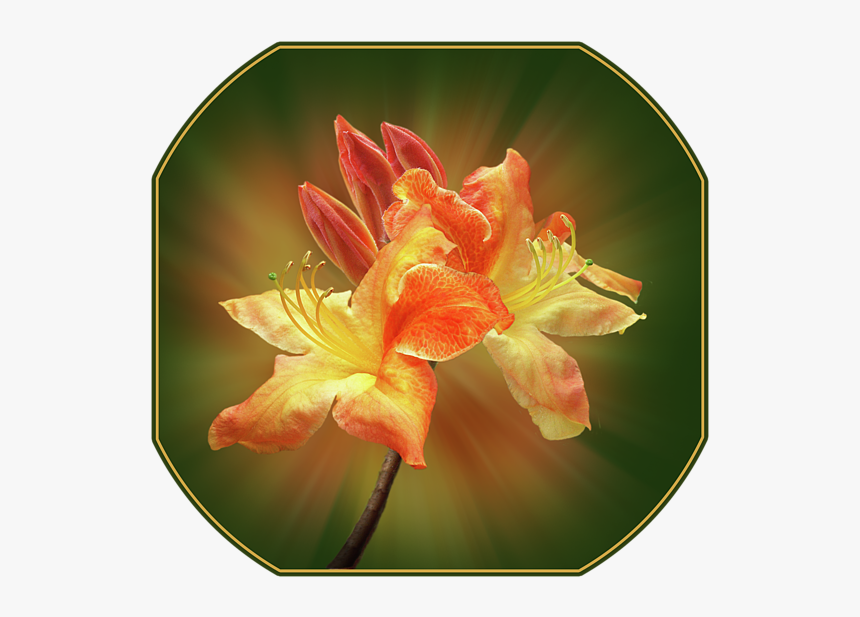 シンデレラ マン Dvd ラベル, HD Png Download