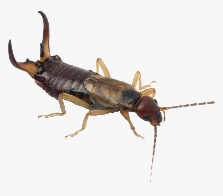 Cucaracha Con Tenazas , Png Download - Earwig Png, Transparent Png