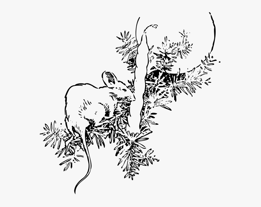 Mouse And Candle Png Clip Arts - Fir Tree, Transparent Png