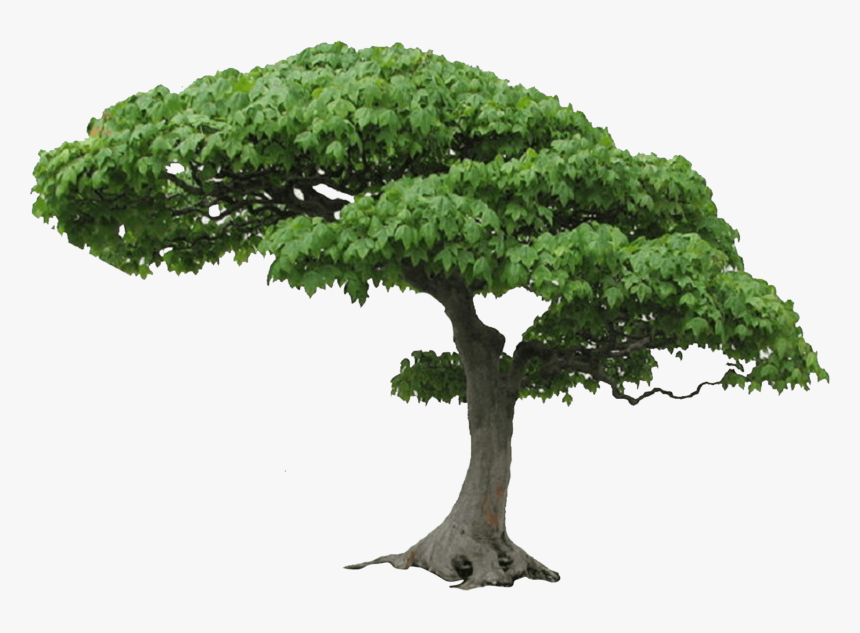 Tree Png Picture - Tree Png Hd, Transparent Png