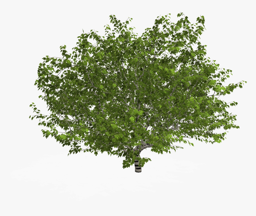 Tree In Plan Png - Arbol En Planta Png, Transparent Png