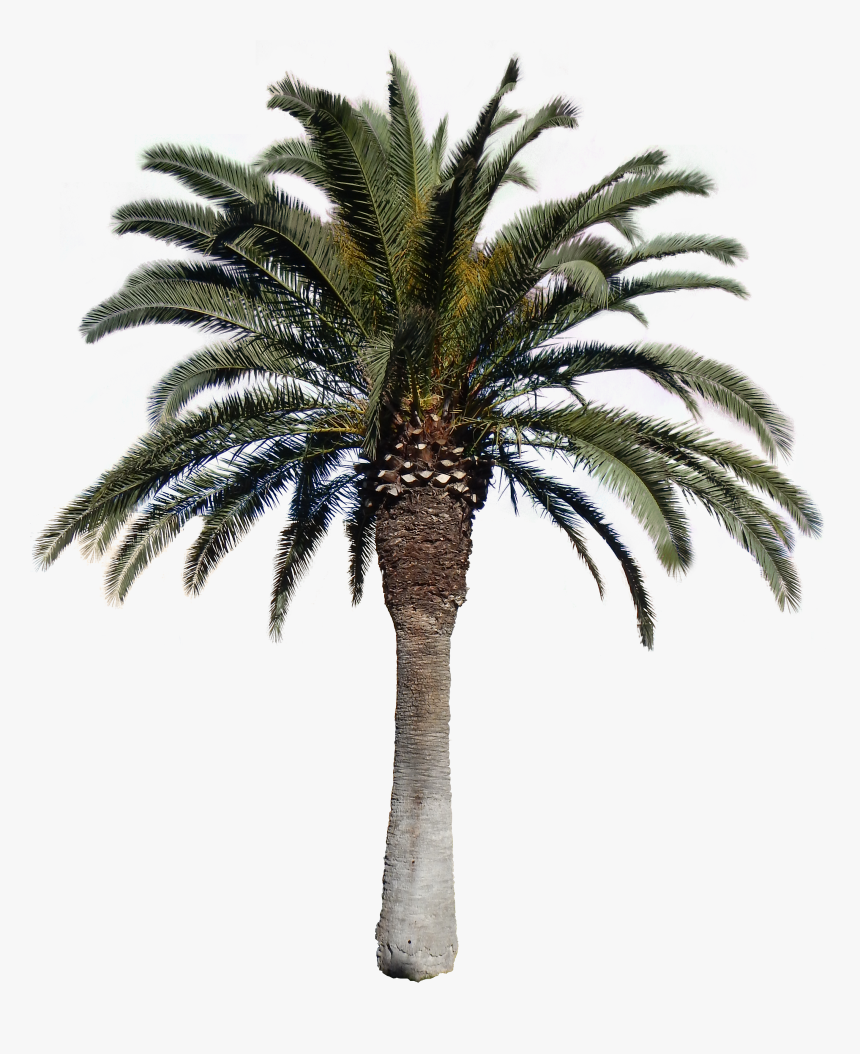 Transparent Images Pluspng Download - Date Palm Tree Png, Png Download