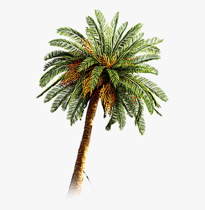 Palm Tree Png Image, Transparent Png