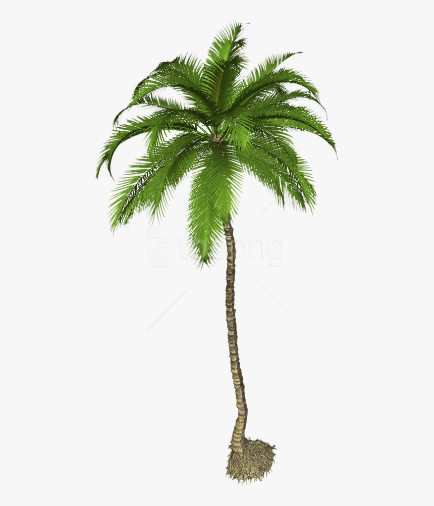 Transparent Palm Png - Coconut Tree Png Free, Png Download