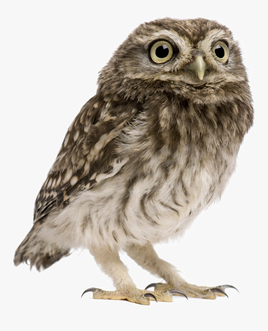 Owl Png Image Transparent Background - Owl Png, Png Download