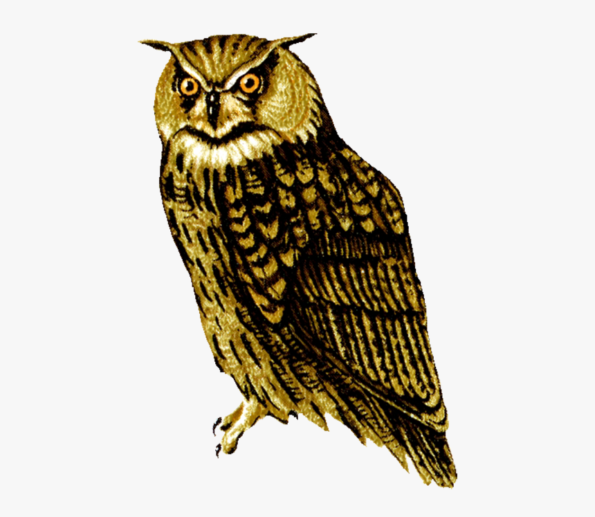 Barn Owl Png Transparent Picture - Owl Png Clipart, Png Download