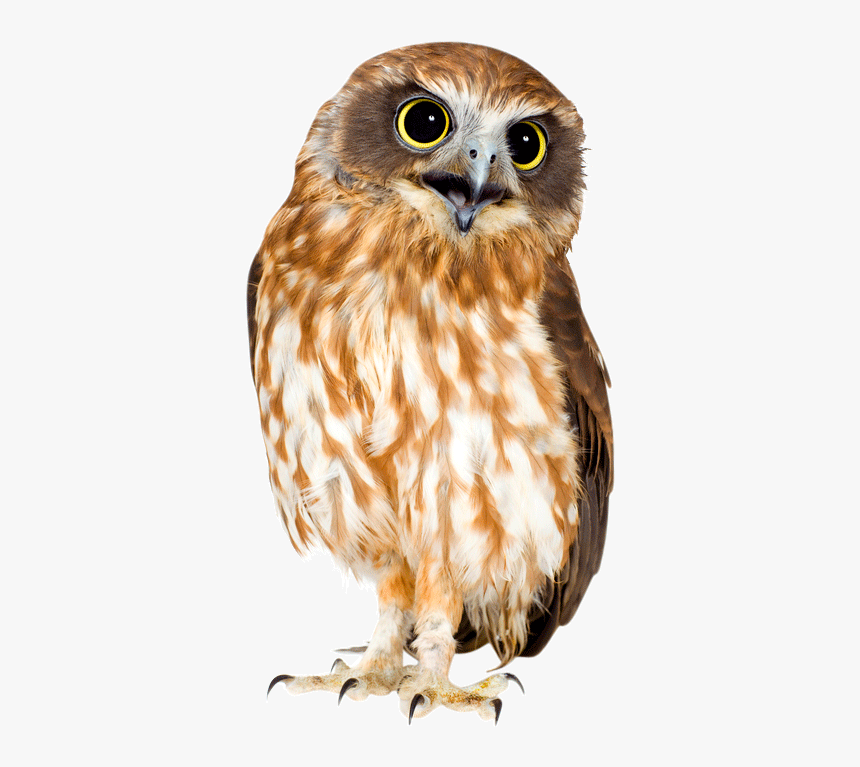 Barn Owl Png Hd - Owl, Transparent Png