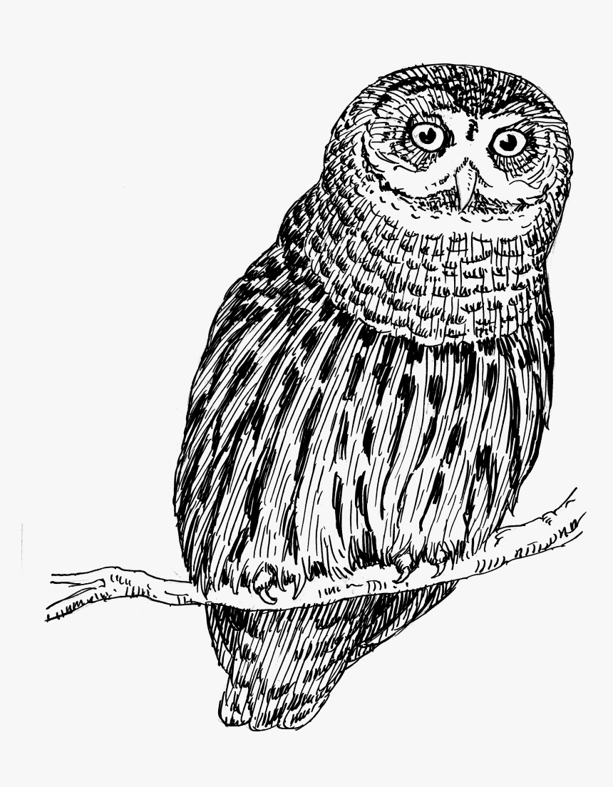 Owl 1557 - Owl Png Drawing, Transparent Png