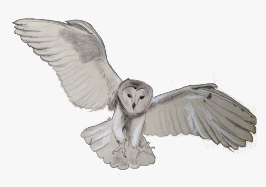 Barn Owl Png Transparent - Barn Owl Transparent, Png Download