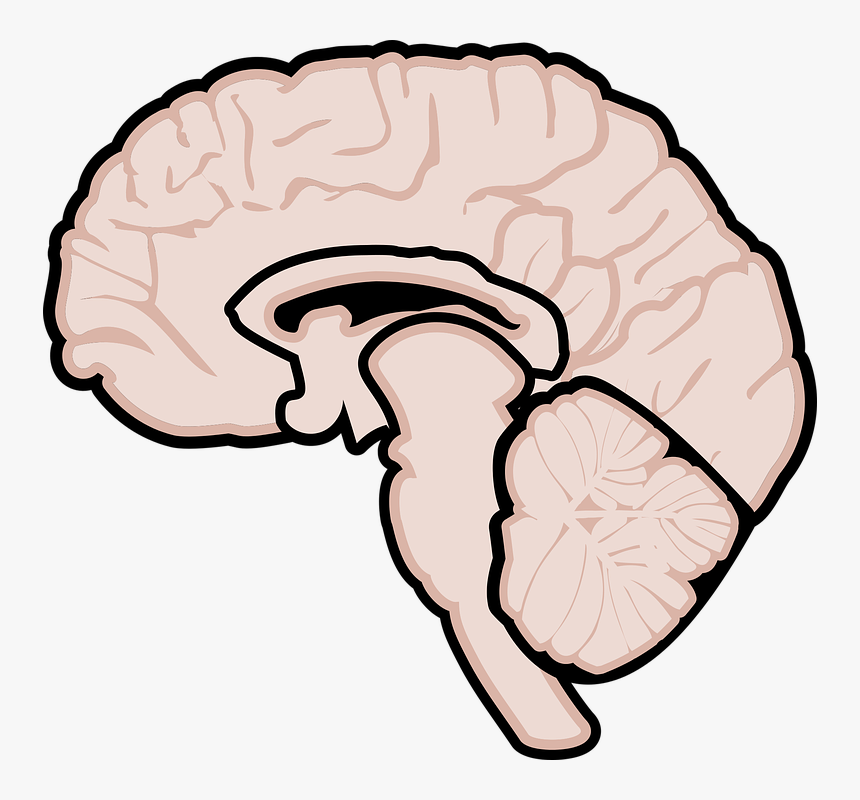 Graphic, Human Brain, Brain, Brain Diagram, Neurology - Gehirn Grafik, HD Png Download